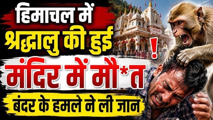 नैना देवी माता पर बंदर से डरके पहाड़ से गिरा जालंधर का व्यापारी,मौत