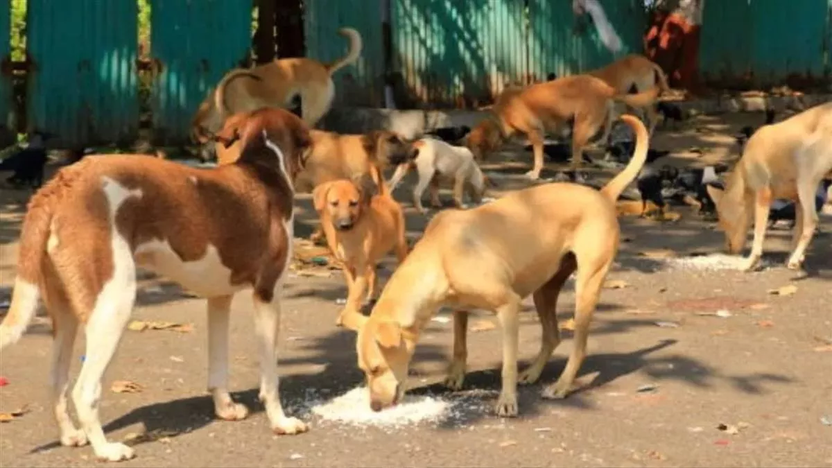 आज से पंजाब भर में होगा अवारा कुत्तों  का ख़ात्मा-आदेश जारी